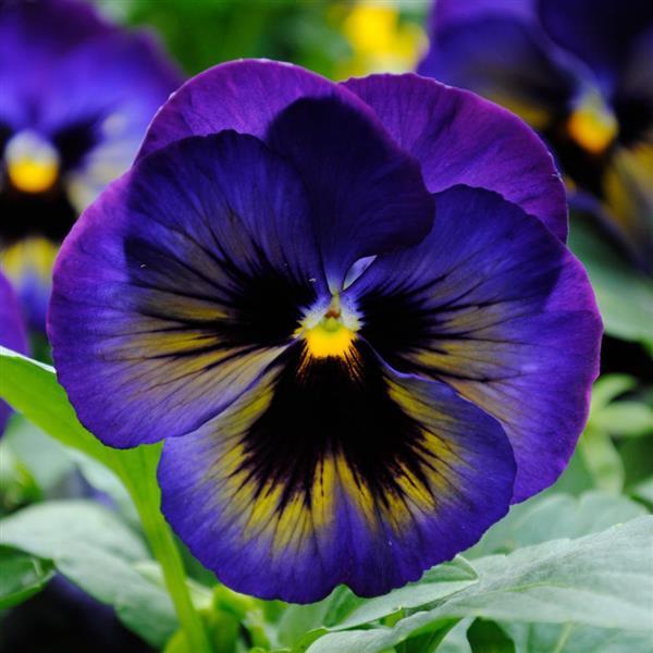 Pansy - Matrix - Mounding