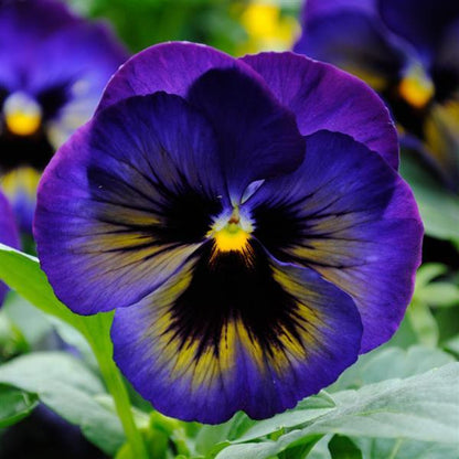 Pansy - Matrix - Mounding