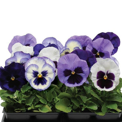 Pansy - Matrix - Mounding