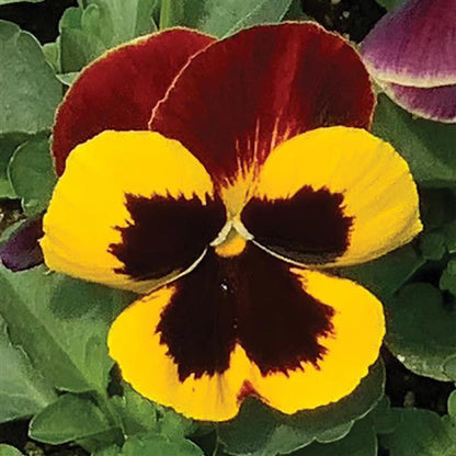 Pansy - Matrix - Mounding