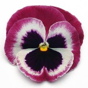 Pansy - Matrix - Mounding
