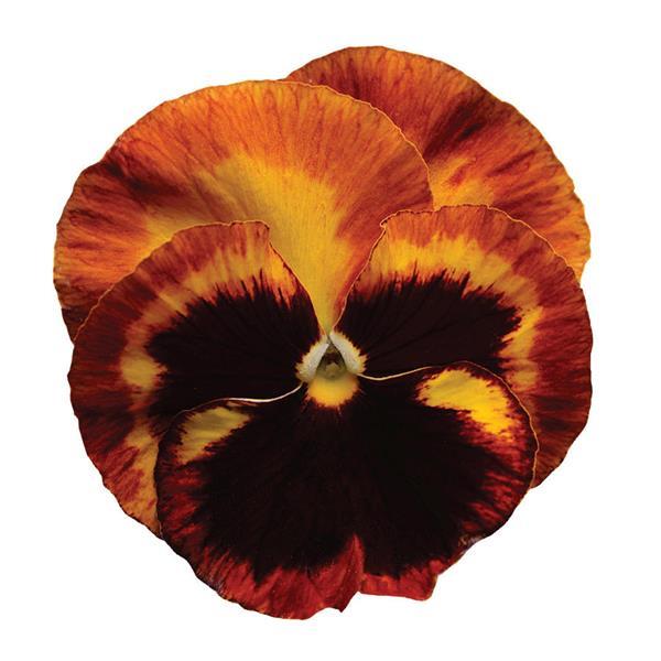 Pansy - Matrix - Mounding