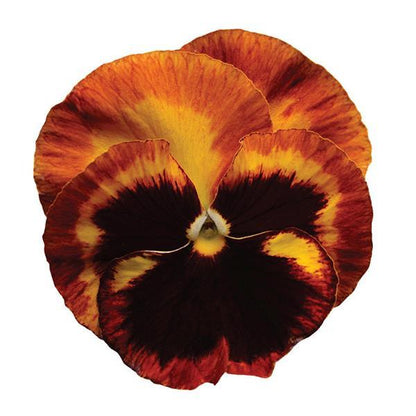 Pansy - Matrix - Mounding
