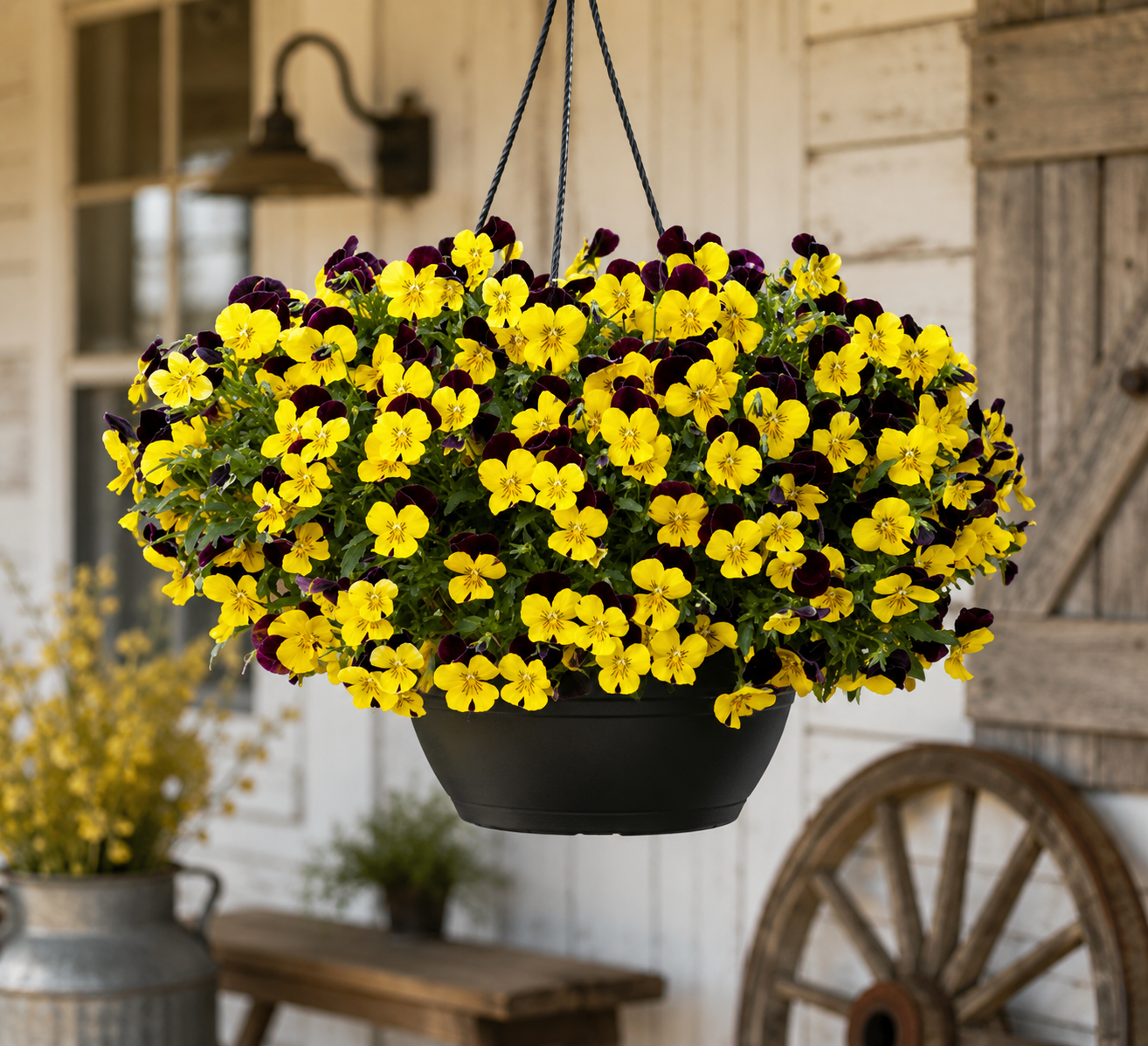 Pansy - Trailing - Cool Wave