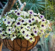 Petunia - Amazonas