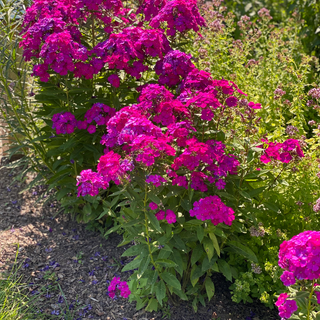 Tall Garden Phlox
