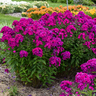 Tall Garden Phlox
