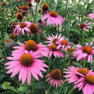 Coneflower