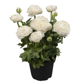 Ranunculus Sprinkles