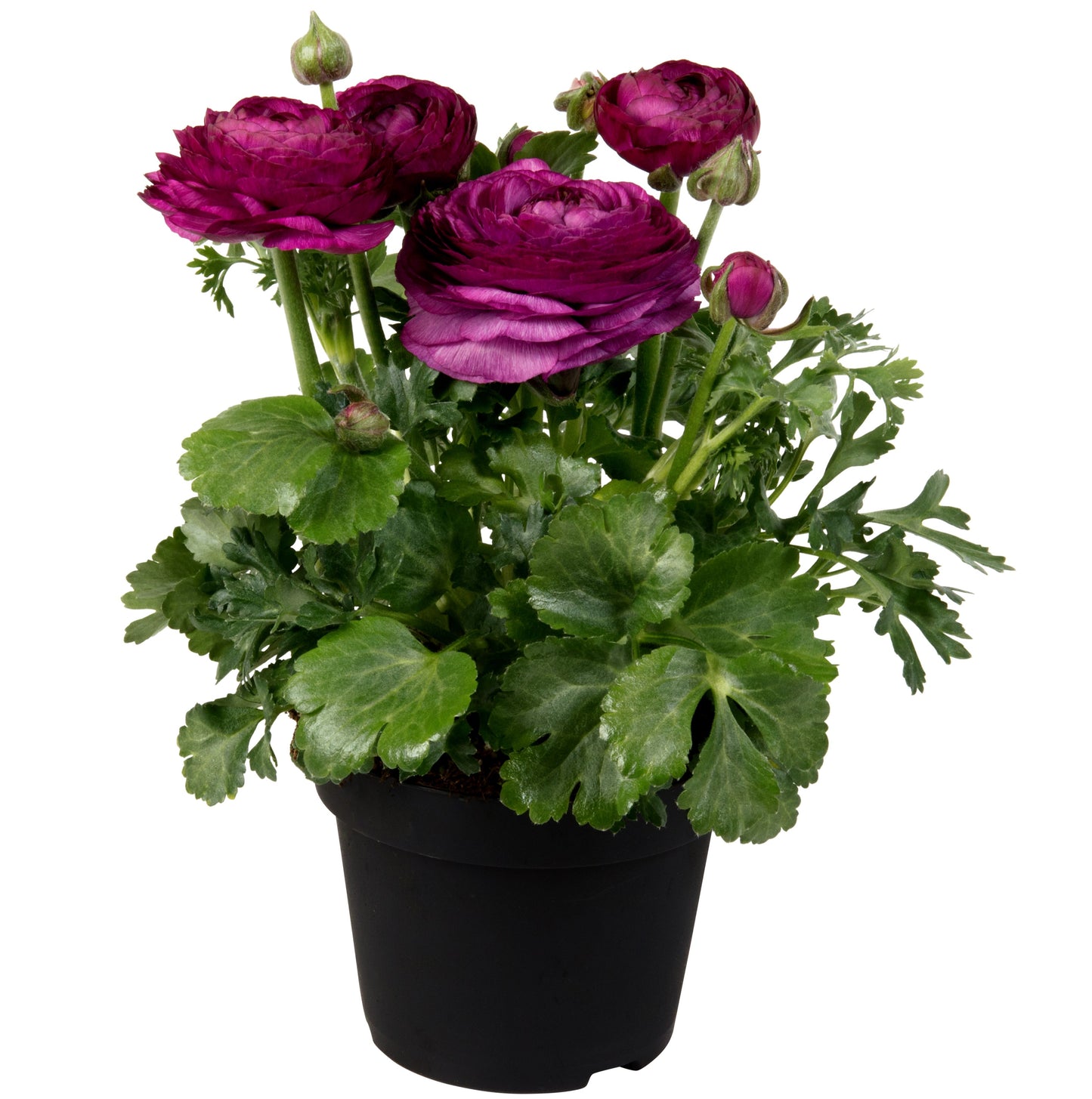 Ranunculus Sprinkles