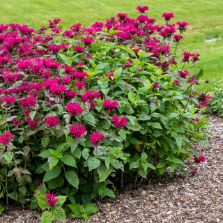 Beebalm
