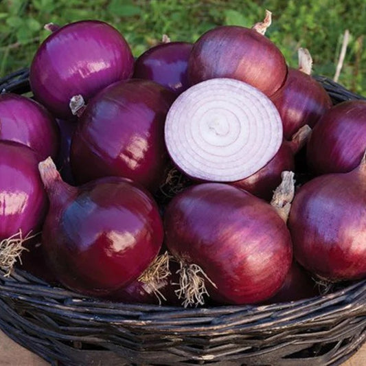 Red Geneva Onion - 6 cell pack