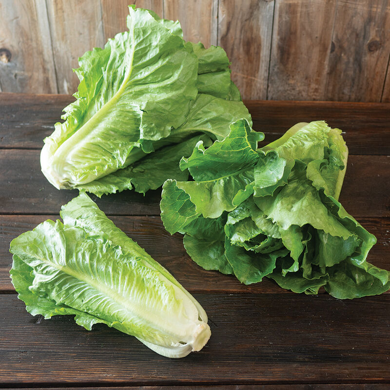 Romaine Lettuce