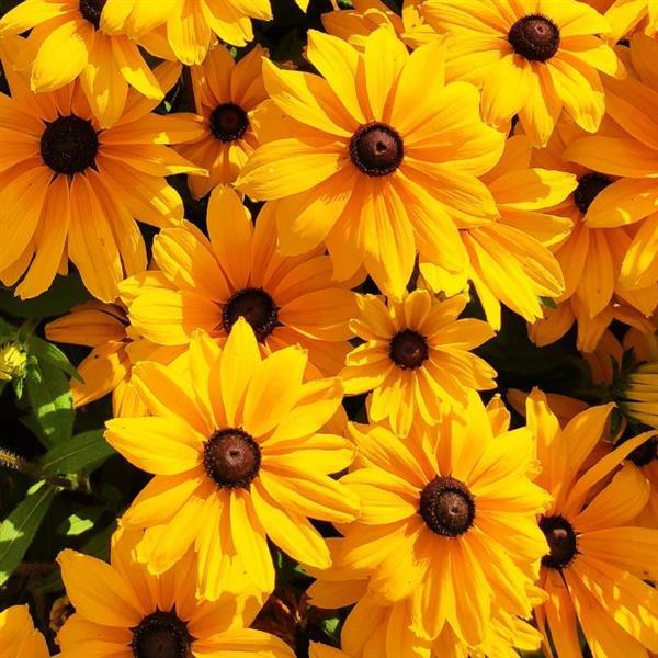 Rudabeckia