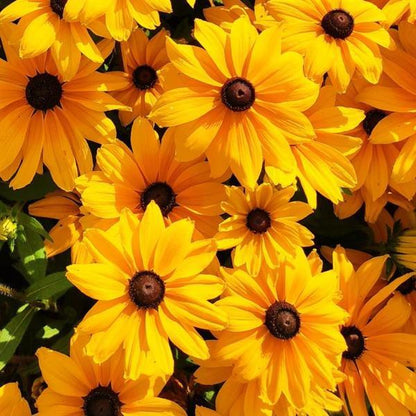 Rudabeckia