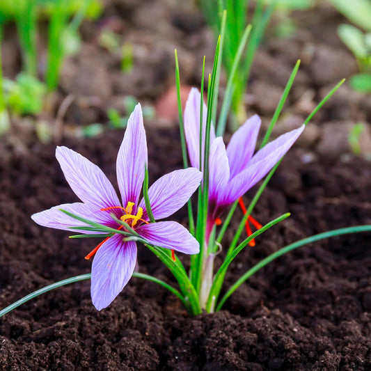 Saffron - 4.33 Plant Start