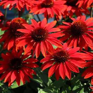 Coneflower