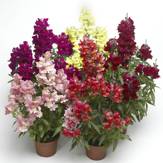 Snapdragon - Snaptastic