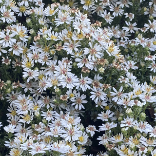 Aster