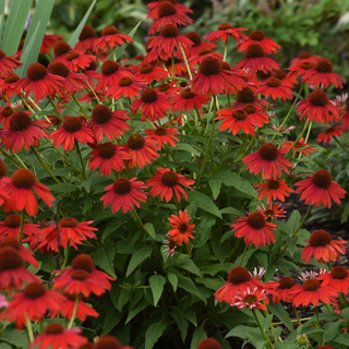 Coneflower