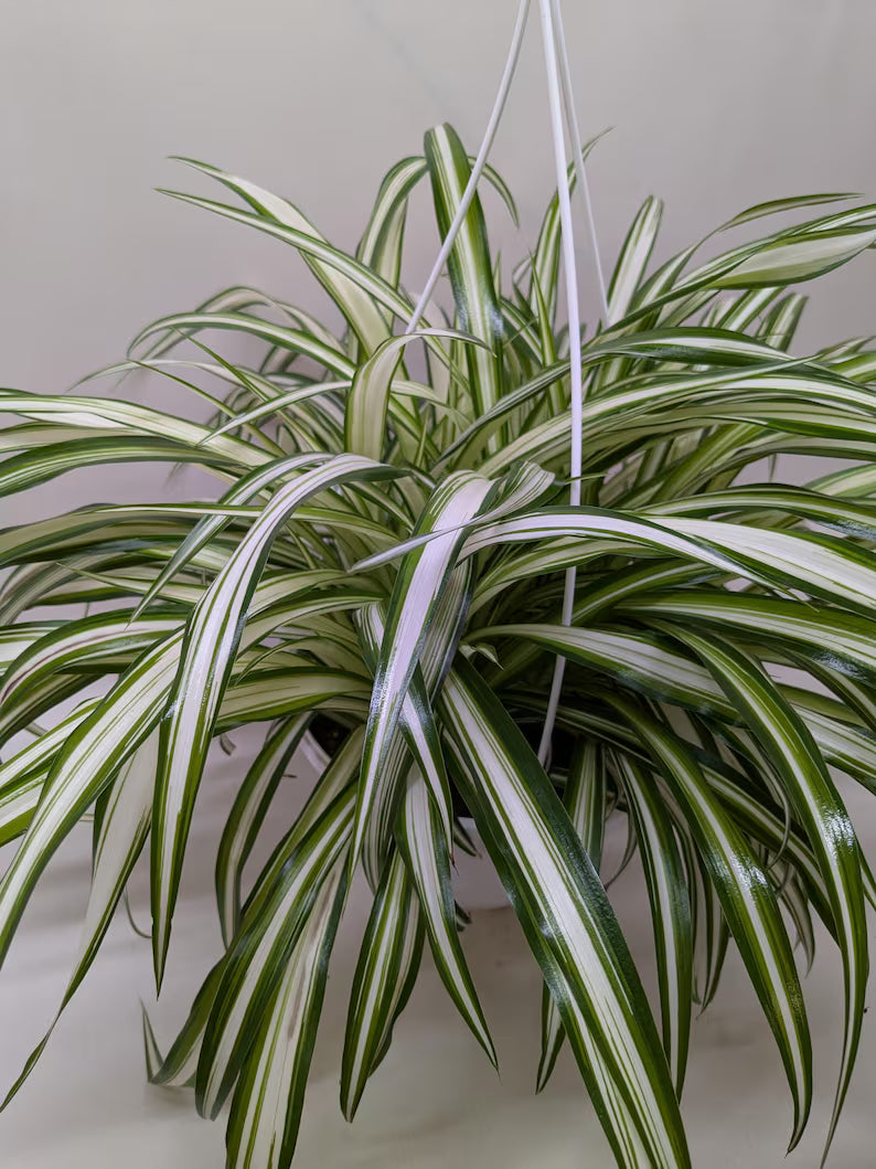Spider Plant - Reverse Variegated