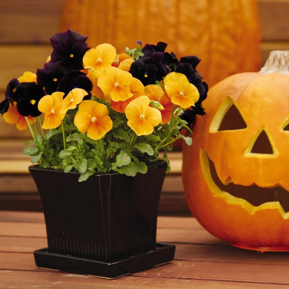 Spooky Halloween Mix Pansy