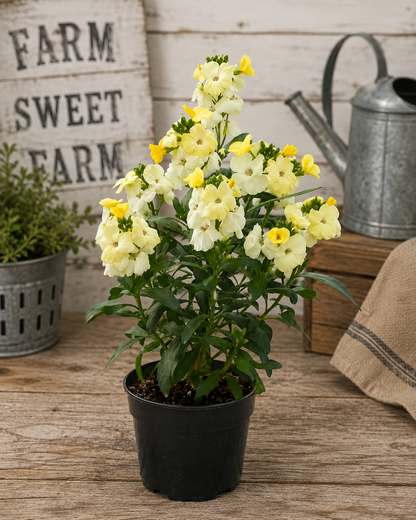 Sugar Rush Primrose - Erysimum Cheiri