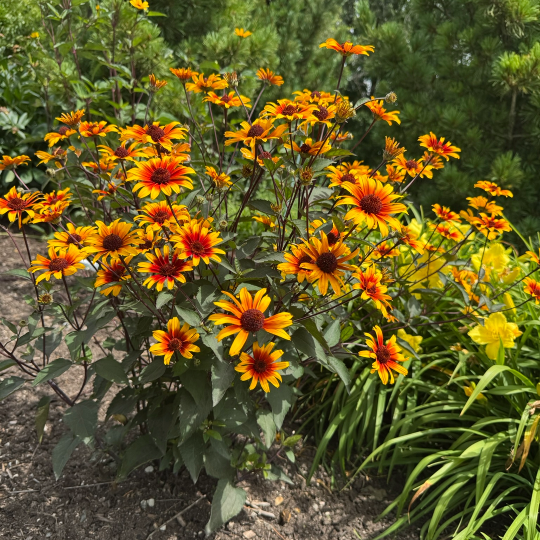 False Sunflower