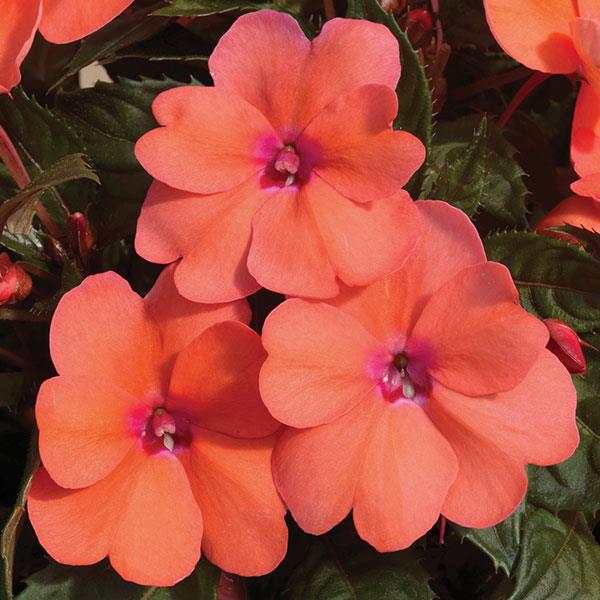Impatiens - Sunpatiens Compact