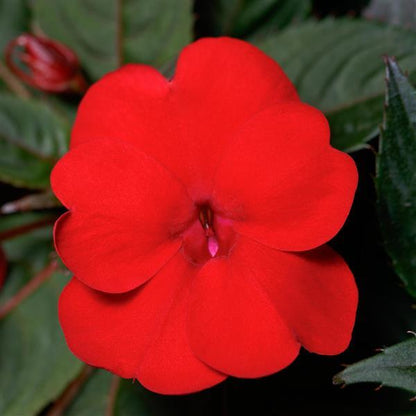 Impatiens - Sunpatiens Compact
