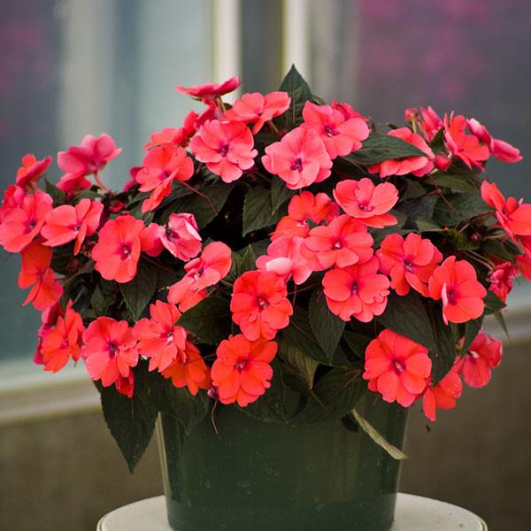 Impatiens - Sunpatiens Compact