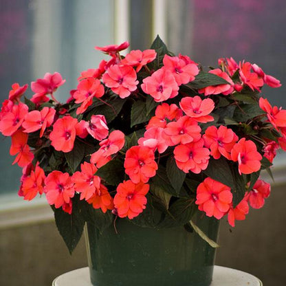 Impatiens - Sunpatiens Compact