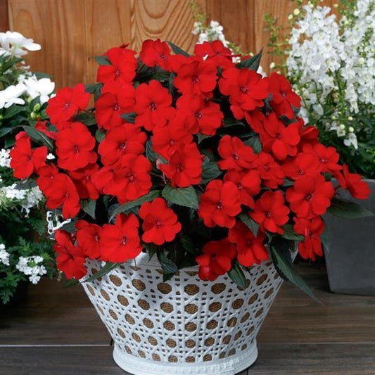 Impatiens - Sunpatiens Compact