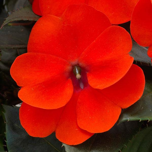 Impatiens - Sunpatiens Compact
