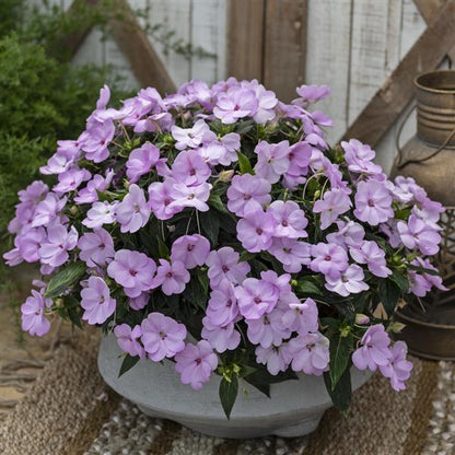 Impatiens - Sunpatiens Compact