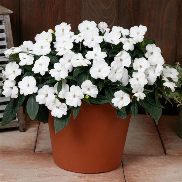 Impatiens - Sunpatiens Compact