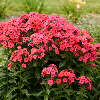 Tall Garden Phlox