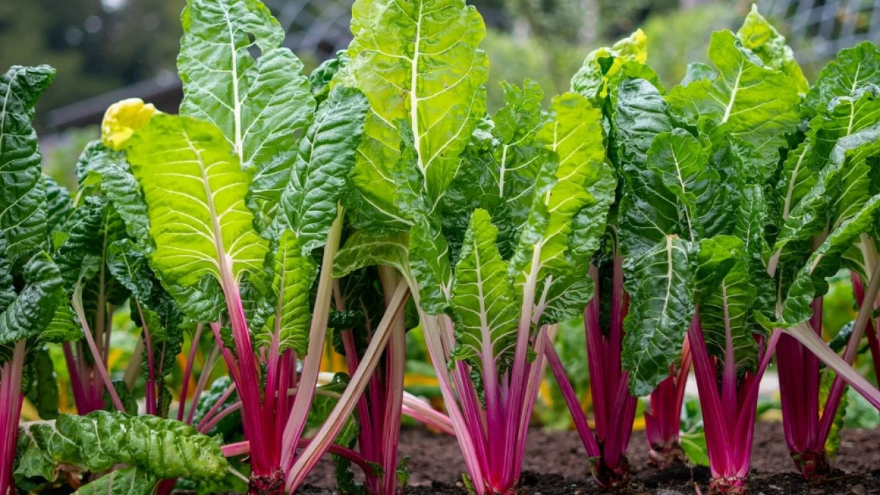 Swiss Chard
