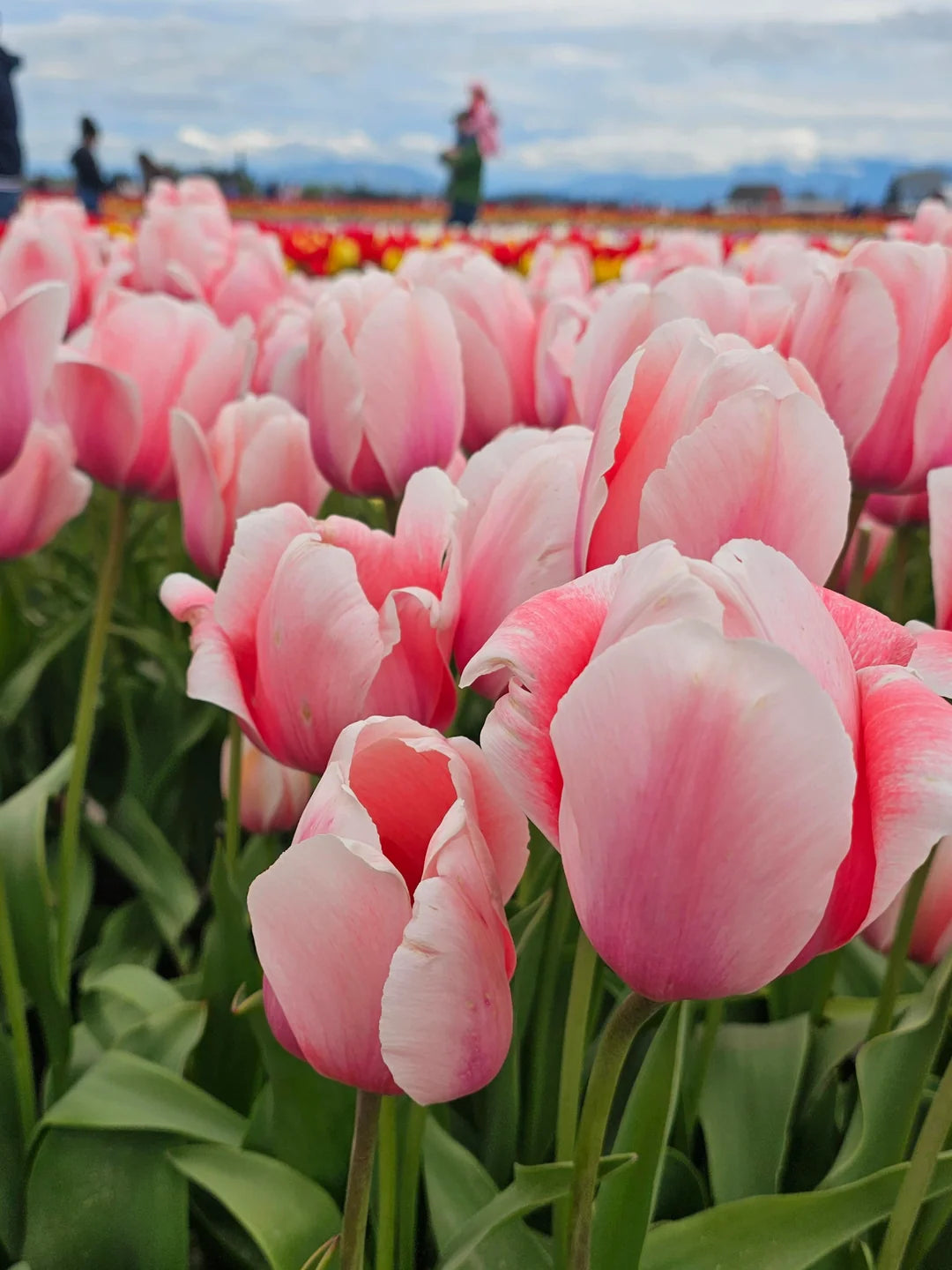 Tulip - Various Colors