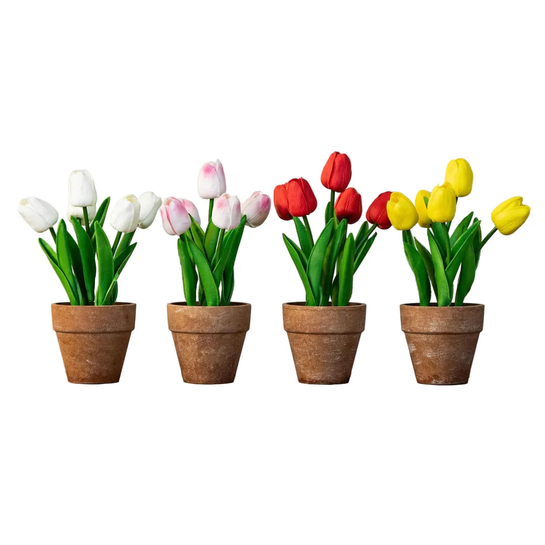 Tulip - Various Colors