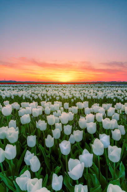 Tulip - Various Colors