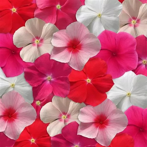 Vinca  - Mediterranean XP - Trailing Variety