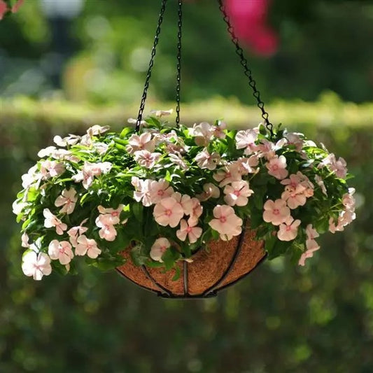 Vinca  - Mediterranean XP - Trailing Variety