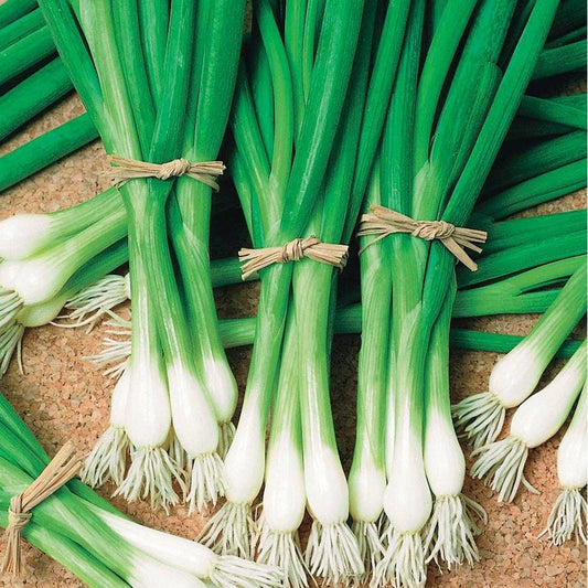 Bunching Onion Plant Sets - 6 cell pack