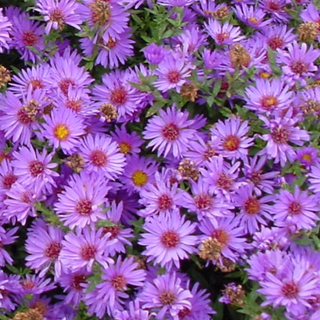 Aster