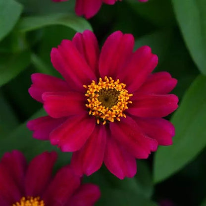 Zinnia - Zahara