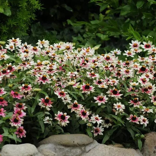 Zinnia - Zahara
